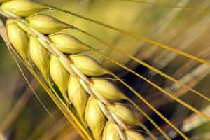 Sefirat haomer barley